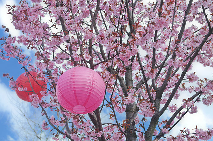 Hanami-Botaniska-2016